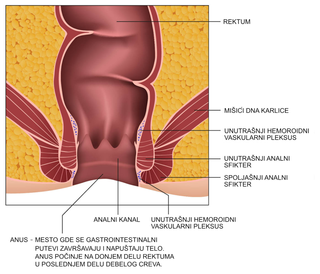 Anatomija rektuma